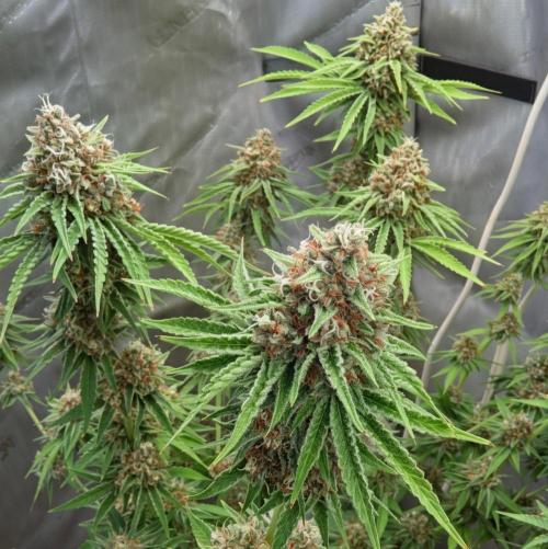 Paloma Go-Time/Growers Love Genetics. Week 15