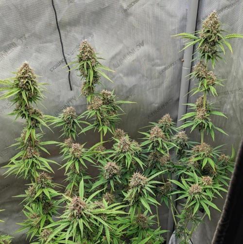 Paloma Go-Time/Growers Love Genetics. Week 15