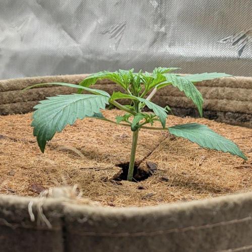 Purple Lemonade. Week 2
