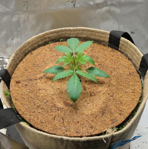 Purple Lemonade. Week 2