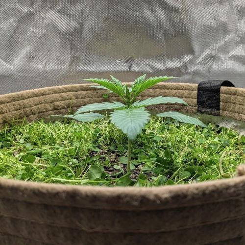 Purple Lemonade. Week 2