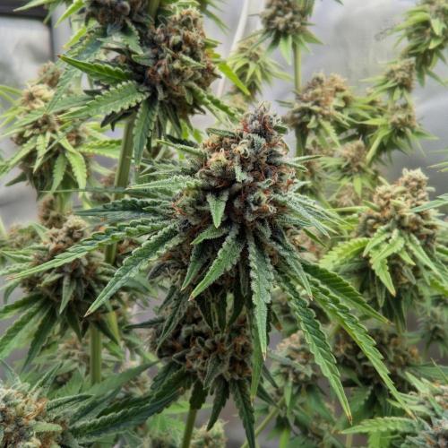 Paloma Go-Time/Growers Love Genetics. Week 16