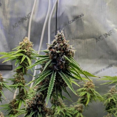 Paloma Go-Time/Growers Love Genetics. Week 16
