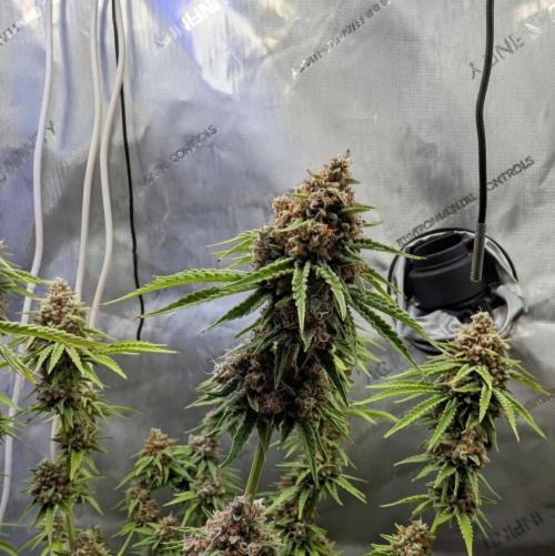 Paloma Go-Time/Growers Love Genetics. Week 16