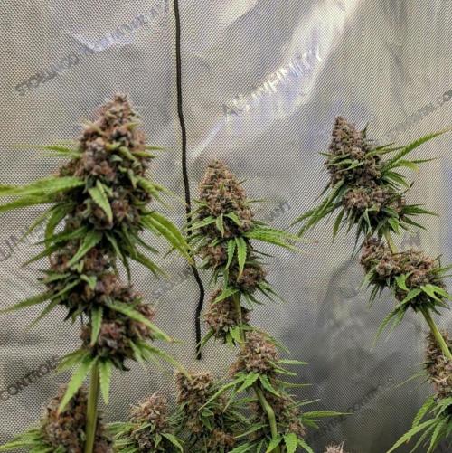 Paloma Go-Time/Growers Love Genetics. Week 16