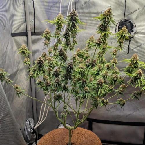 Paloma Go-Time/Growers Love Genetics. Week 16