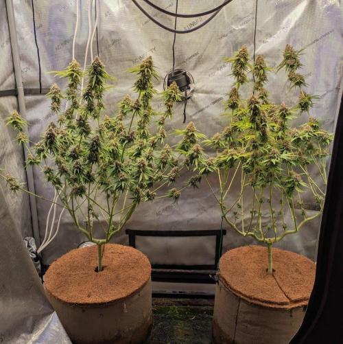 Paloma Go-Time/Growers Love Genetics. Week 16