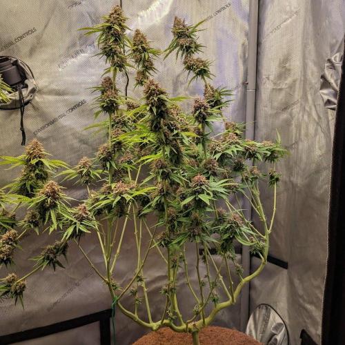 Paloma Go-Time/Growers Love Genetics. Week 16