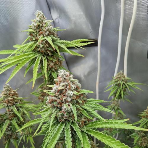 Paloma Go-Time/Growers Love Genetics. Week 16