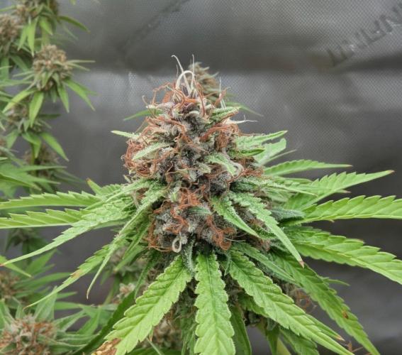 Paloma Go-Time/Growers Love Genetics. Week 16