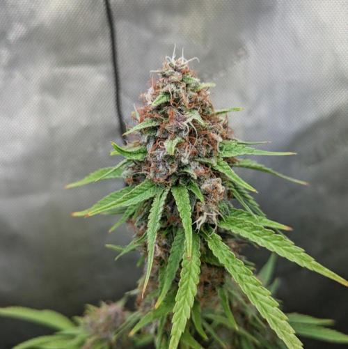 Paloma Go-Time/Growers Love Genetics. Week 16