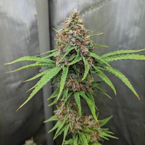 Paloma Go-Time/Growers Love Genetics. Week 16