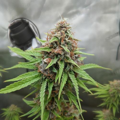 Paloma Go-Time/Growers Love Genetics. Week 16