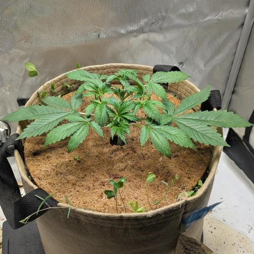 Purple Lemonade. Week 3