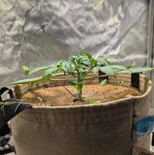 Purple Lemonade. Week 3