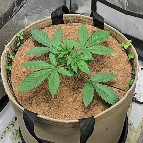 Purple Lemonade. Week 3