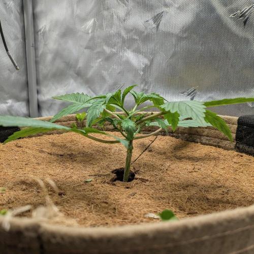 Purple Lemonade. Week 3