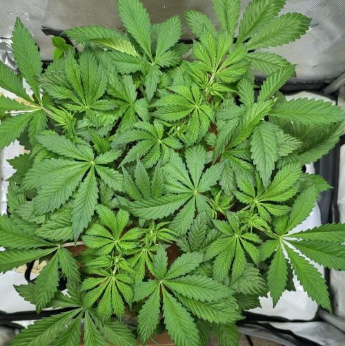 Purple Lemonade. Week 4