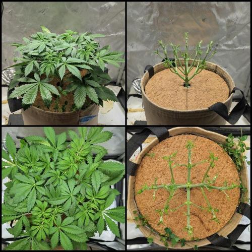 Purple Lemonade. Week 4 - Before & After Schwazz 