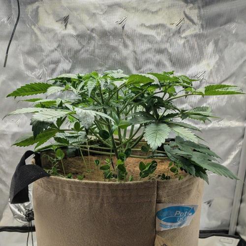 Purple Lemonade. Week 4