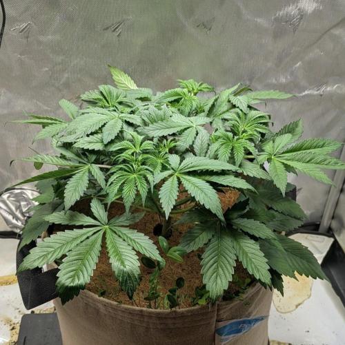 Purple Lemonade. Week 4