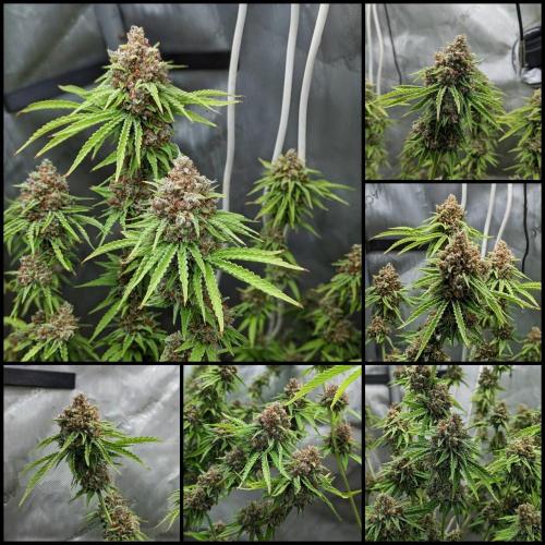 Paloma Go-Time/Growers Love Genetics. Week 17 - Expression #1
