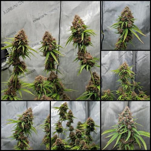 Paloma Go-Time/Growers Love Genetics. Week 17 - Expression #2