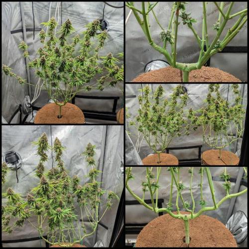 Paloma Go-Time/Growers Love Genetics. Week 17 - Structural Shots