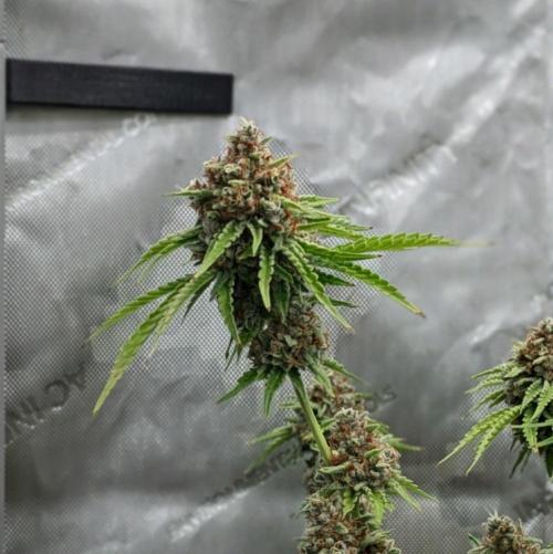 Paloma Go-Time/Growers Love Genetics. Week 17