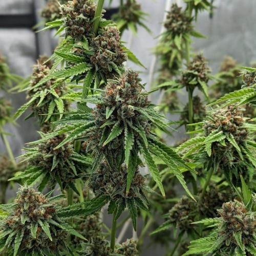 Paloma Go-Time/Growers Love Genetics. Week 17