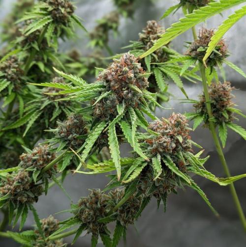 Paloma Go-Time/Growers Love Genetics. Week 17