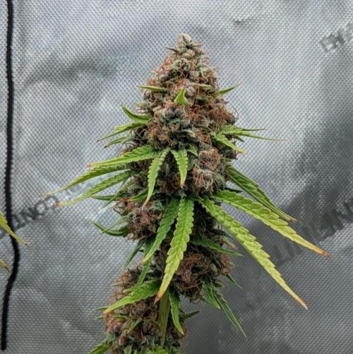 Paloma Go-Time/Growers Love Genetics. Week 17