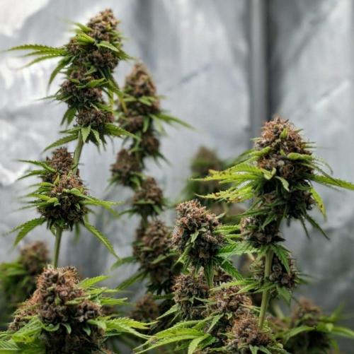 Paloma Go-Time/Growers Love Genetics. Week 17