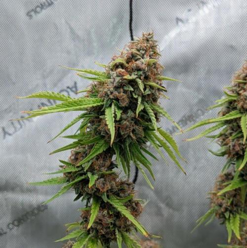 Paloma Go-Time/Growers Love Genetics. Week 17