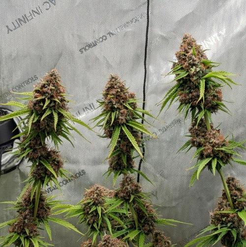 Paloma Go-Time/Growers Love Genetics. Week 17