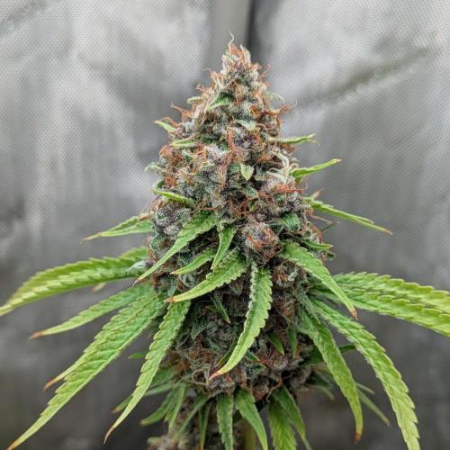 Paloma Go-Time/Growers Love Genetics. Week 17