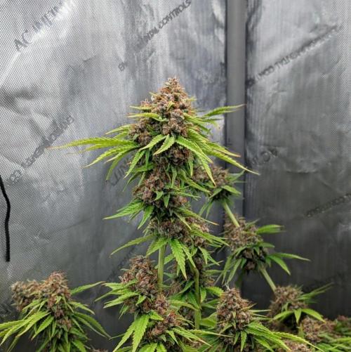 Paloma Go-Time/Growers Love Genetics. Week 17