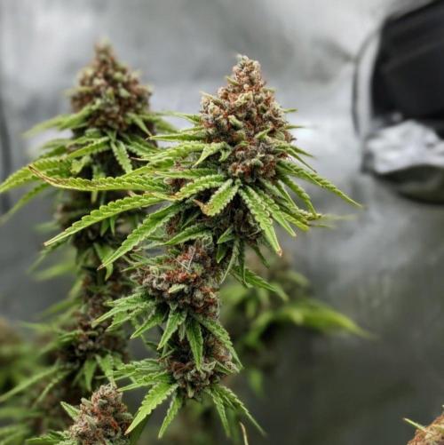 Paloma Go-Time/Growers Love Genetics. Week 17