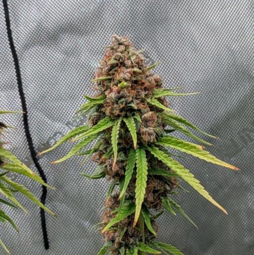 Paloma Go-Time/Growers Love Genetics. Week 17