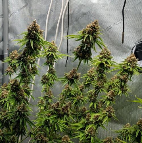 Paloma Go-Time/Growers Love Genetics. Week 17