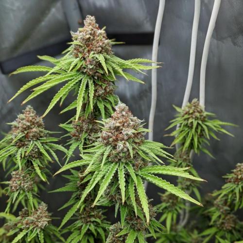 Paloma Go-Time/Growers Love Genetics. Week 17