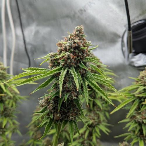 Paloma Go-Time/Growers Love Genetics. Week 17