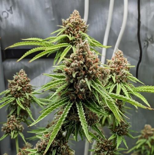Paloma Go-Time/Growers Love Genetics. Week 17