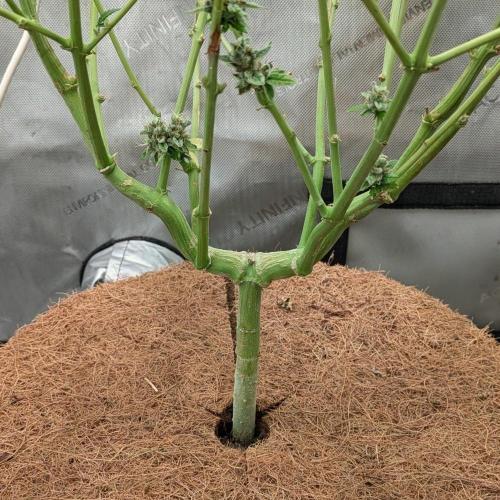 Paloma Go-Time/Growers Love Genetics. Week 17