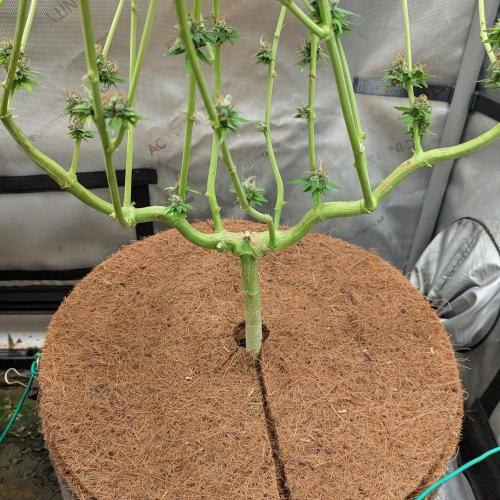 Paloma Go-Time/Growers Love Genetics. Week 17