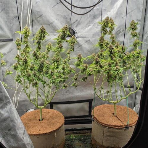 Paloma Go-Time/Growers Love Genetics. Week 17