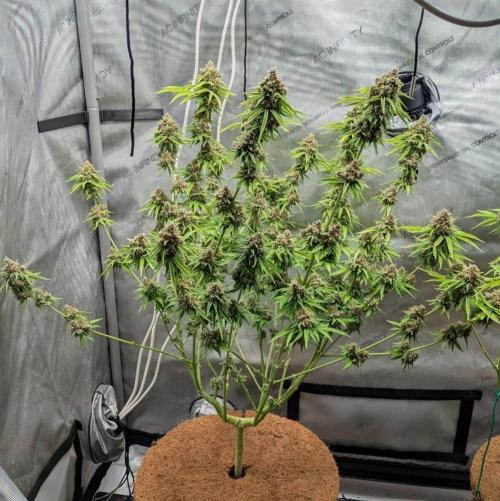Paloma Go-Time/Growers Love Genetics. Week 17