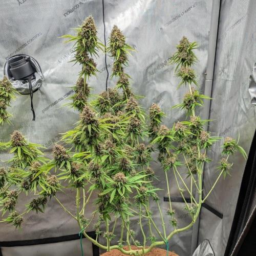 Paloma Go-Time/Growers Love Genetics. Week 17