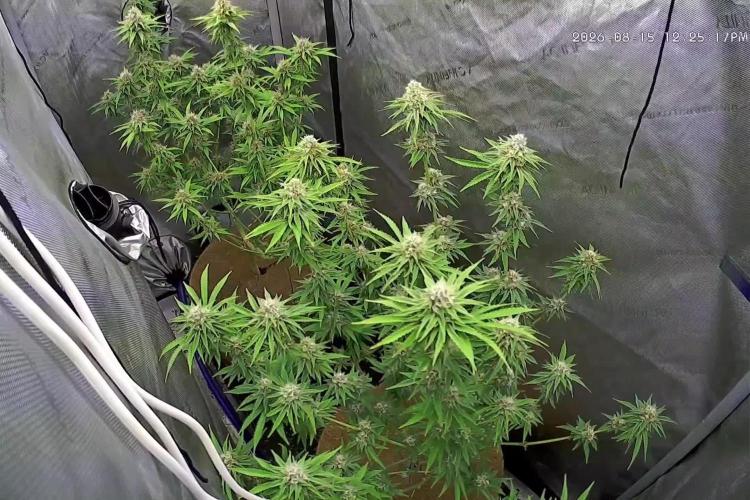 Paloma Go-Time/Growers Love Genetics