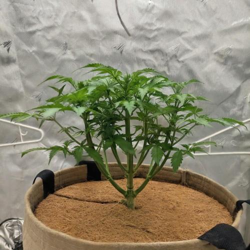 Purple Lemonade. Week 5